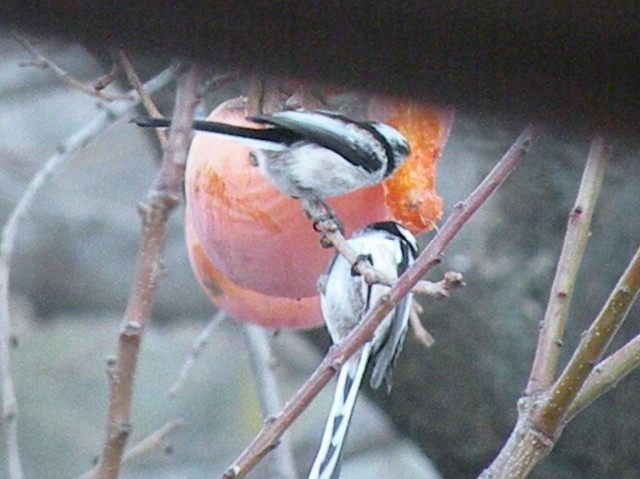 dalla finestra di casa...